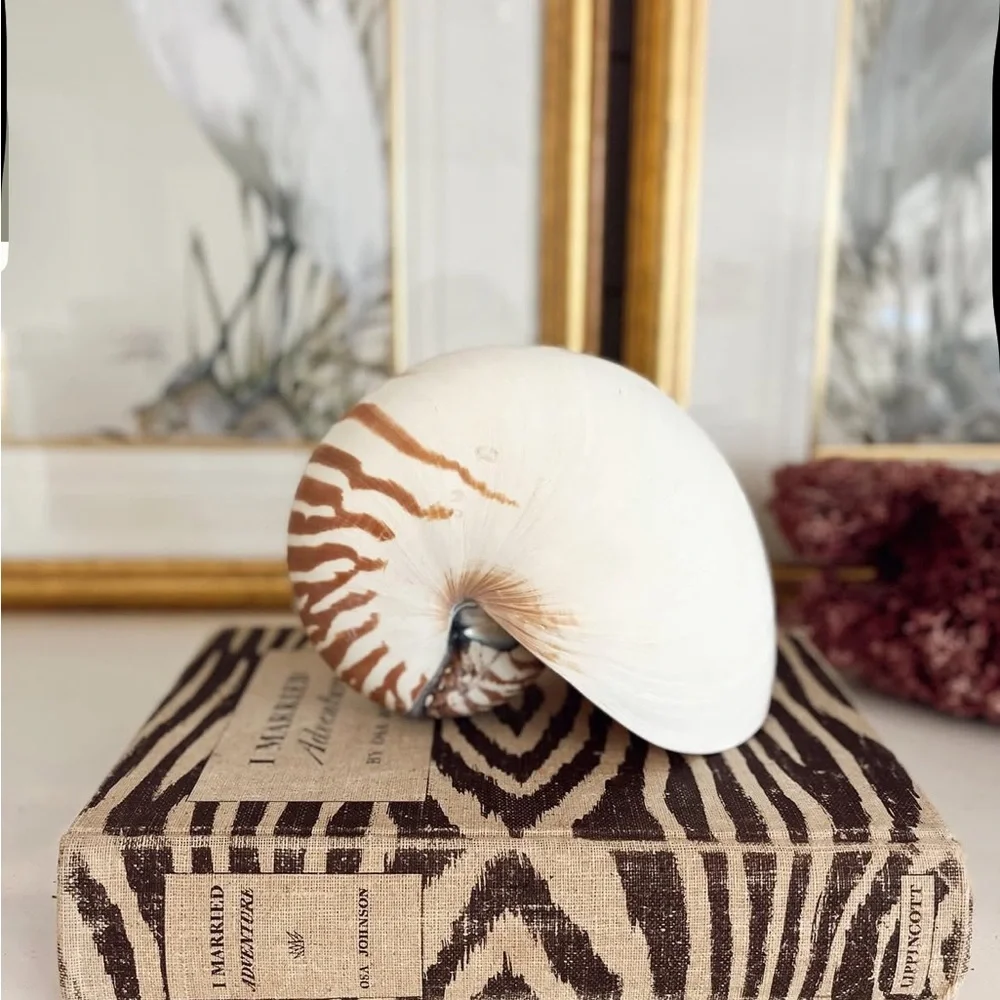 Decorative Nautilus Shell - Picture 2 of 3